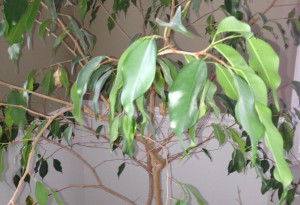 ficus